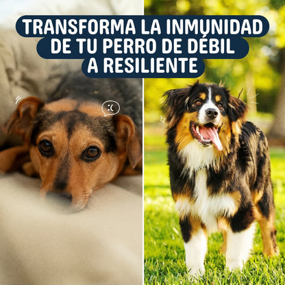 Masticables EverHealth® Para La Salud de tu Perro